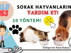 Sokak Hayvanlarına Yardım Et! Nasıl Yardım Ederiz? 10 Yöntem